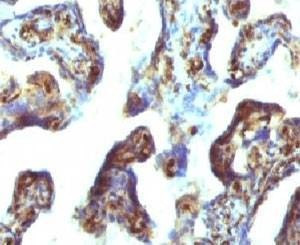 Anti-Moesin Antibody, Sodium Azide Free
