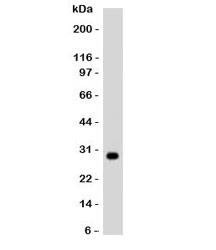 Anti-HLA-DRB1 Antibody (MHC II)