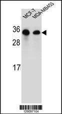 Anti-SAR1B (Center) Antibody