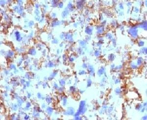 Anti-HLA-DRB1 Antibody (MHC II), Sodium Azide Free