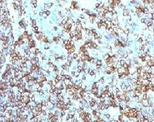 Anti-HLA-DRB1 Antibody (MHC II), Sodium Azide Free