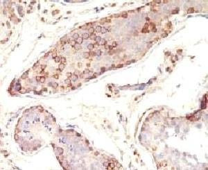 Anti-MAGE-1 Antibody, Sodium Azide Free