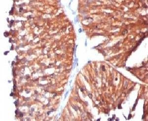 Anti-HSP60 Antibody, Sodium Azide Free