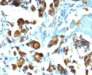 Anti-MUC3 Antibody, Sodium Azide Free
