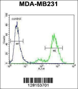 Anti-SYCE2 (N-term) Antibody