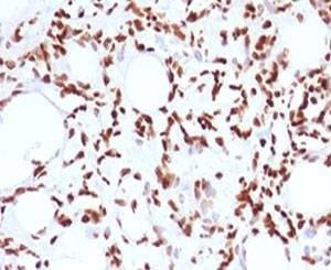 Anti-Histone H1 Antibody, Sodium Azide Free