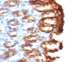 Anti-Keratin 19 Antibody