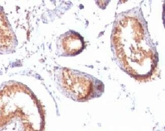 Anti-PMEL17 Antibody, Sodium Azide Free