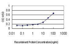 Anti-ARX Antibody