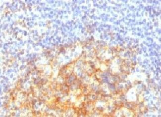 Anti-VCAM-1 Antibody