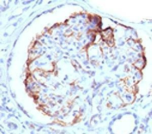 Anti-WT1 Antibody, Sodium Azide Free