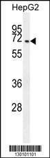 Anti-CCDC19 (N-term) Antibody