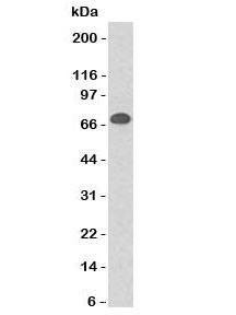 Anti-CD86 Antibody, Sodium Azide Free