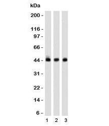 Anti-Napsin A Antibody, Sodium Azide Free
