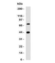Anti-Muscle Actin Antibody, Sodium Azide Free