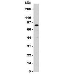 Anti-Nucleolin Antibody, Sodium Azide Free