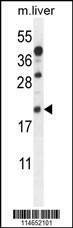 Anti-AIF1 (N-term) Antibody