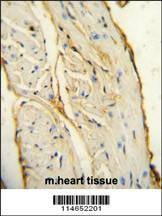 Anti-AIF1 (N-term) Antibody