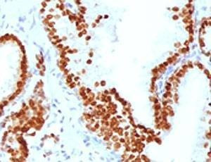 Anti-FOXA1 Antibody, Sodium Azide Free