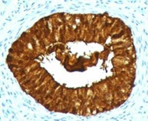Anti-MAML3 Antibody, Sodium Azide Free