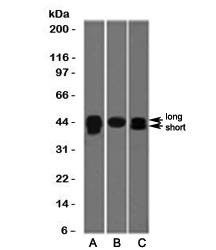 Anti-TIA-1 Antibody, Sodium Azide Free
