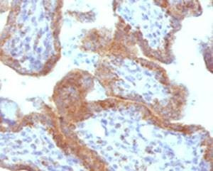 Anti-MAML2 Antibody, Sodium Azide Free