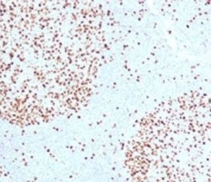 Anti-TOP2A Antibody, Sodium Azide Free
