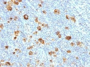 Anti-CD15 / SSEA-1 Antibody, Sodium Azide Free