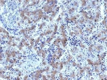 Anti-Glypican 3 / GPC3 Antibody, Sodium Azide Free