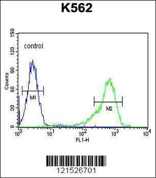 Anti-IGF2BP1 (C-term) Antibody