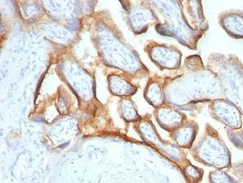 Anti-HCG-alpha Antibody, Sodium Azide Free
