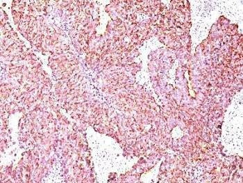 Anti-Chromogranin A Antibody, Sodium Azide Free