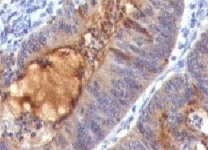 Anti-Secretory Component Antibody, Sodium Azide Free