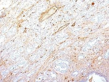 Anti-Fibronectin Antibody, Sodium Azide Free
