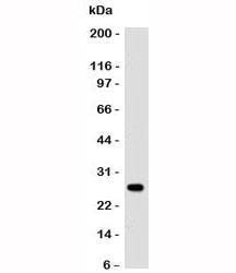 Anti-Lambda Antibody, Sodium Azide Free