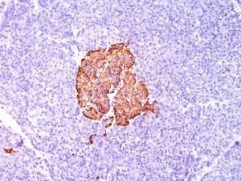 Anti-Insulin Antibody, Sodium Azide Free
