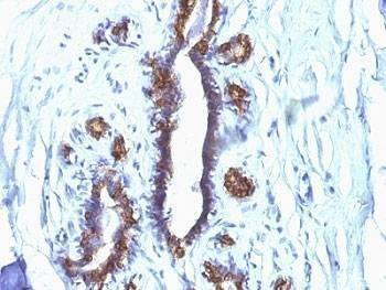 Anti-EMA Antibody (MUC1), Sodium Azide Free