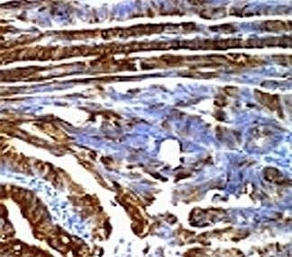 Anti-MUC2 Antibody, Sodium Azide Free