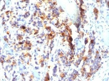 Anti-Mucin-5AC Antibody, Sodium Azide Free