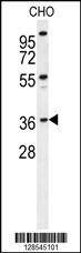 Anti-DEM1 (Center) Antibody
