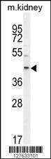 Anti-E2F2 (Center) Antibody