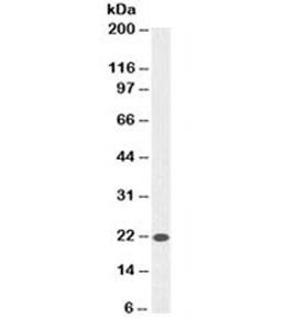 Anti-Bax Antibody, Sodium Azide Free