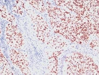 Anti-NKX2.1 Antibody, Sodium Azide Free