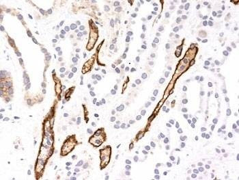 Anti-Complement 4d Antibody, Sodium Azide Free