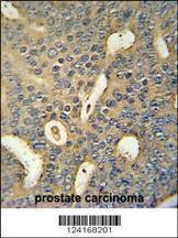 Anti-MICALL1 (C-term) Antibody