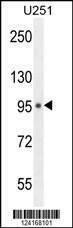 Anti-MICALL1 (C-term) Antibody