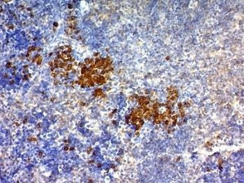 Anti-CD63 Antibody, Sodium Azide Free