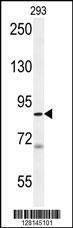 Anti-Rat WDR48 (C-term) Antibody