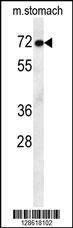 Anti-MCAF2 (Center) Antibody