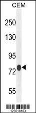 Anti-MCAF2 (Center) Antibody